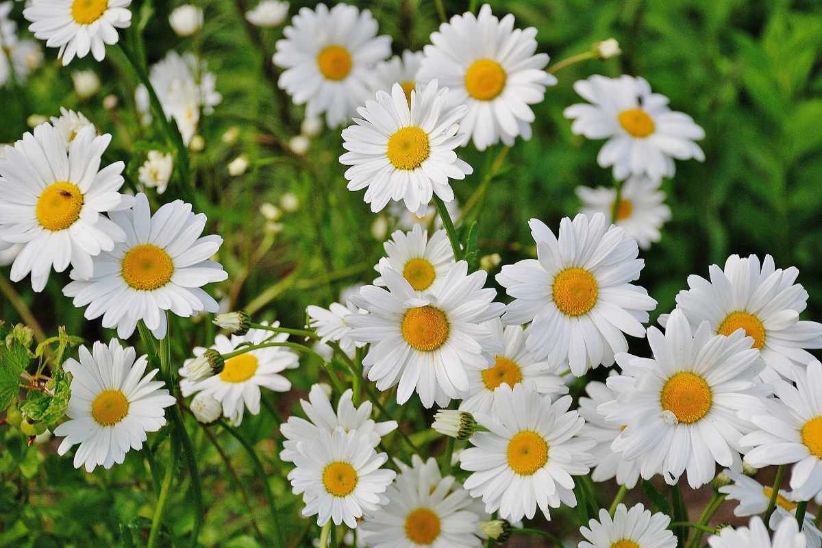 Growing Marguerite Daisy + Care Tips