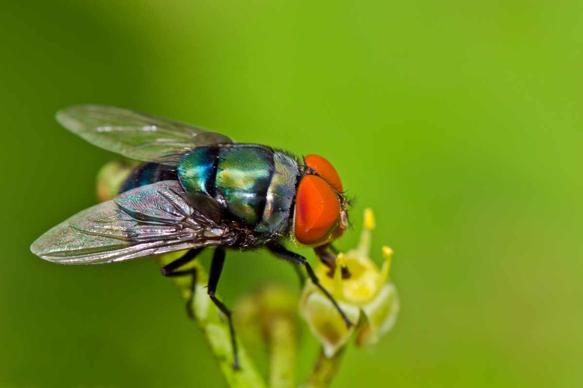 does tobacco attract flies Do Flowers Attract Flies? The Surprising Truth