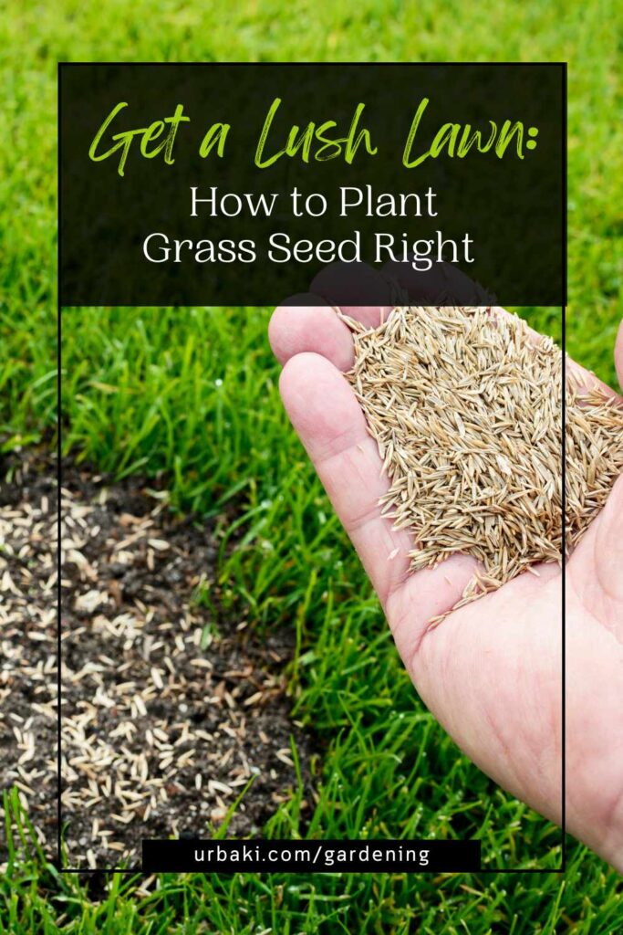 Get a Lush Lawn: How to Plant Grass Seed Right