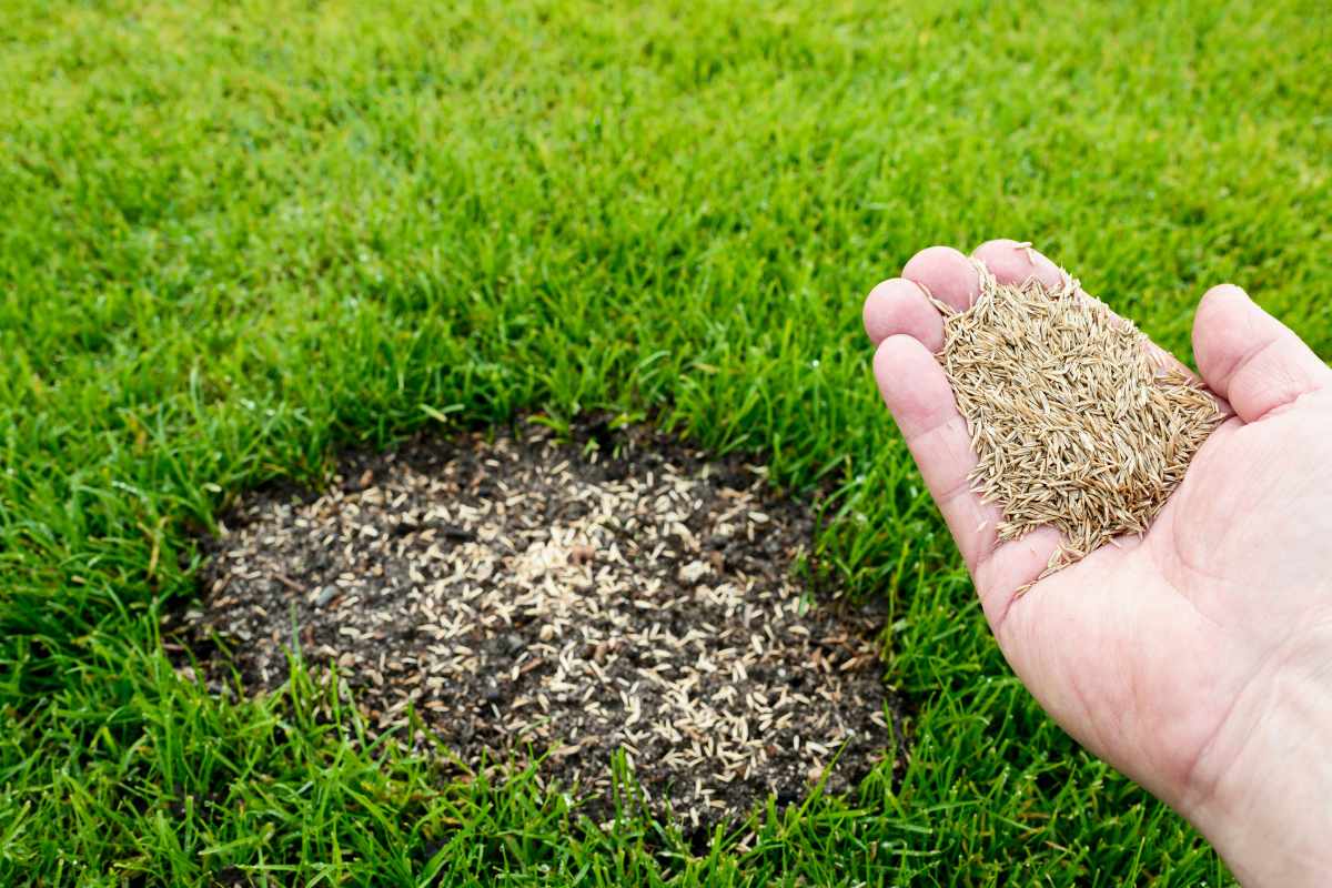 Get a Lush Lawn: How to Plant Grass Seed Right
