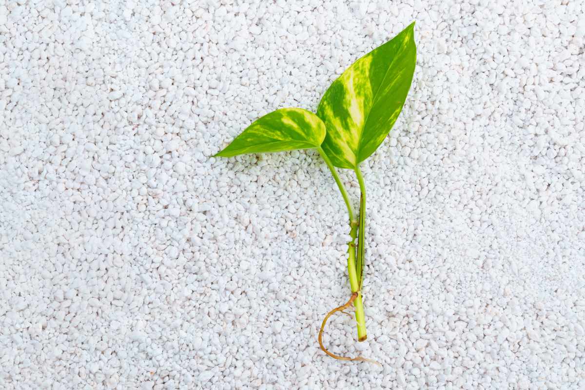 What Plants Don't Like Perlite? A Complete Guide