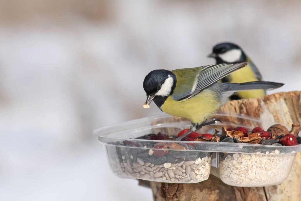 How to Keep Wild Birds Fed During the Winter Months