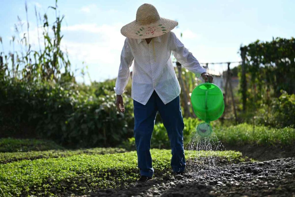 10 Clever Ways to Reuse Food Scraps in Your Garden