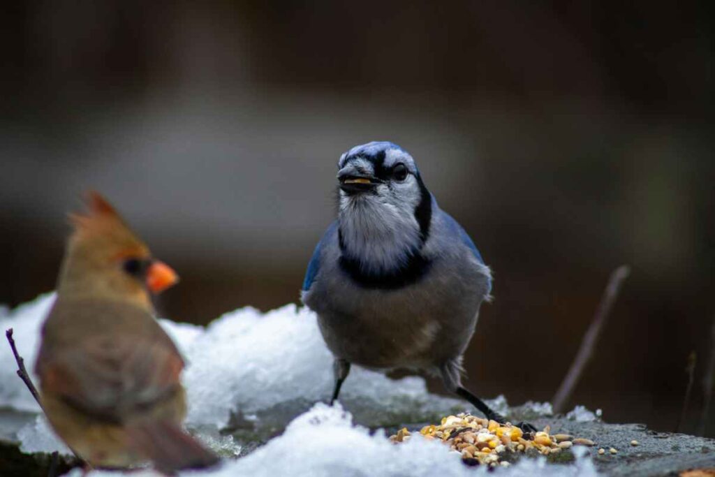 Best Practices for Feeding Wild Birds in Winter