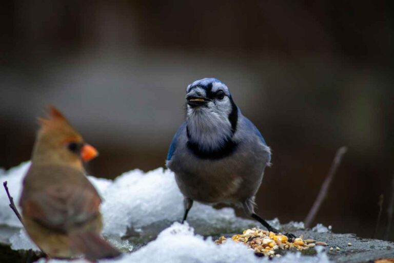 Best Practices for Feeding Wild Birds in Winter