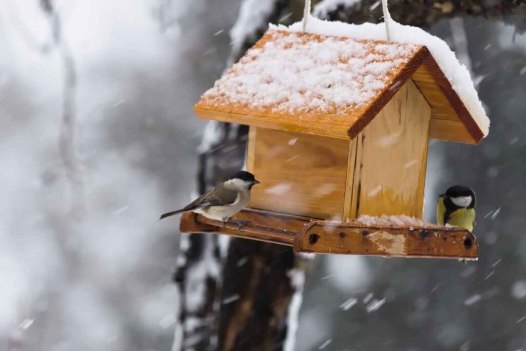 Best Practices for Feeding Wild Birds in Winter
