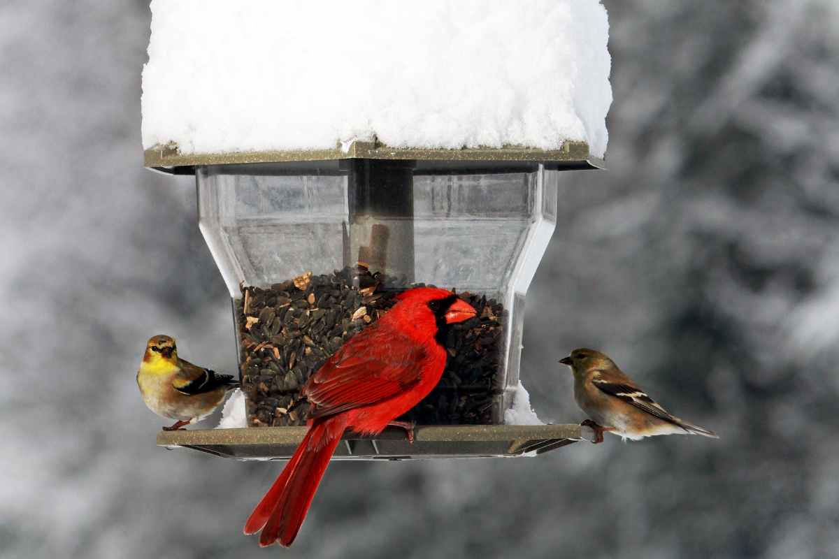 Best Practices for Feeding Wild Birds in Winter