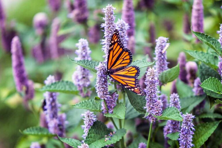 How to Turn Your Yard Into a Pollinator Garden