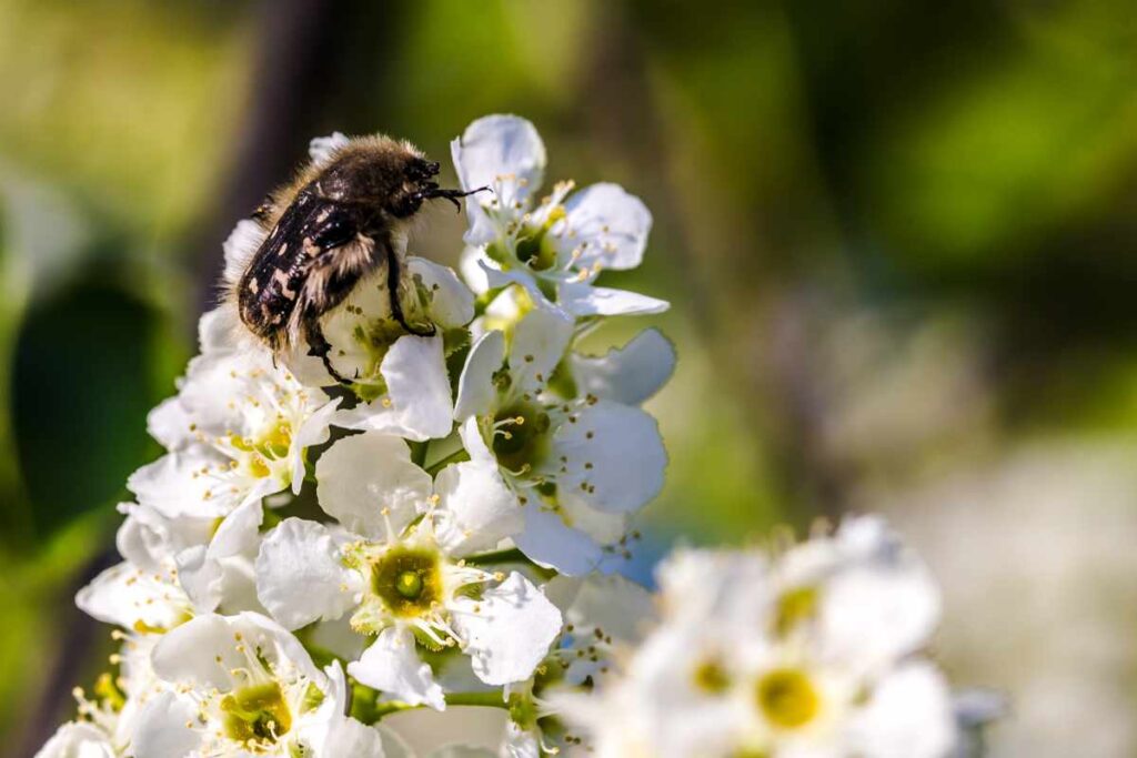 How to Turn Your Yard Into a Pollinator Garden