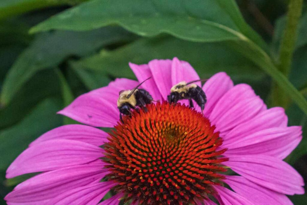 How to Turn Your Yard Into a Pollinator Garden