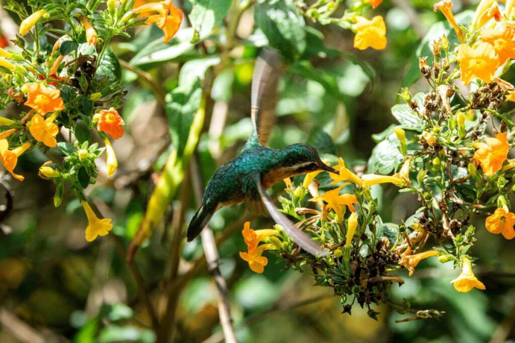 How to Turn Your Yard Into a Pollinator Garden
