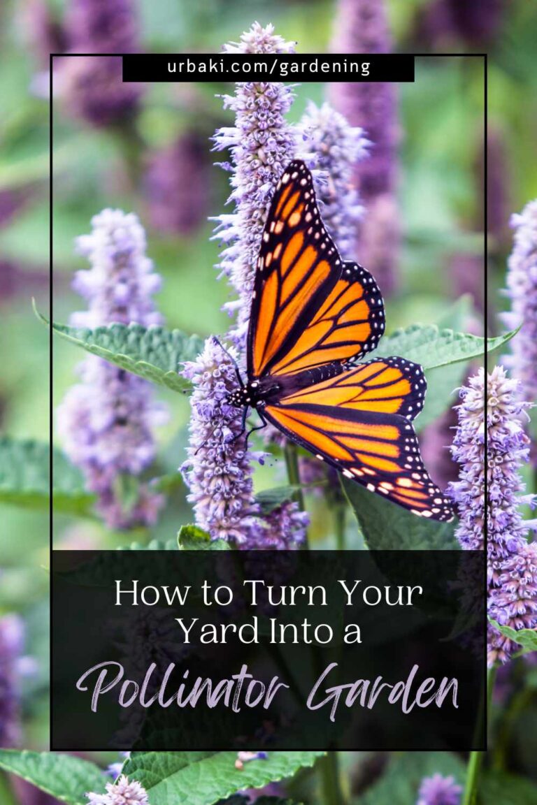 How to Turn Your Yard Into a Pollinator Garden