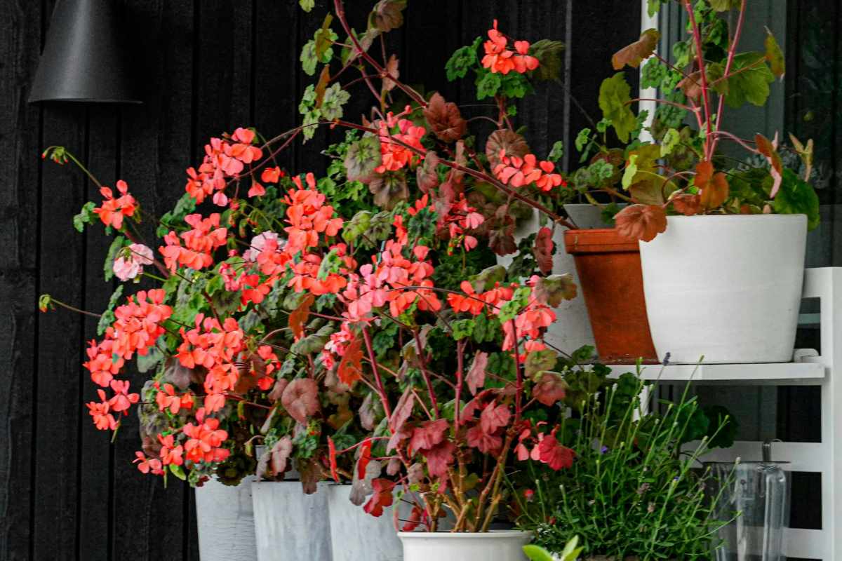 Essential Tips for Growing Geraniums in Pots