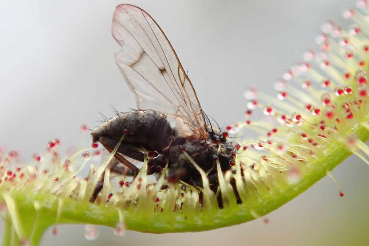 Carnivorous Plants - How Insects Help Them Thrive in Poor Soil