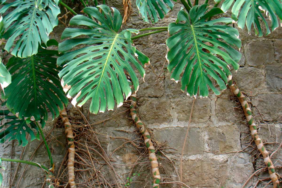 Is Monstera a Climber or Creeper? Understanding Its Growth Habits