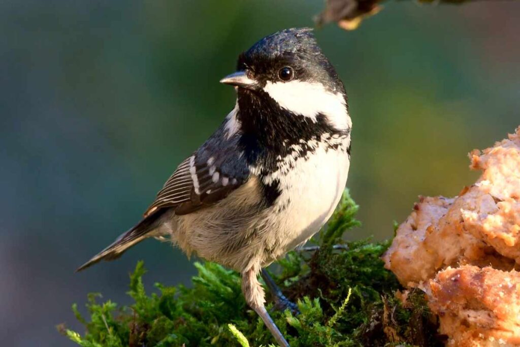 View of Best Foods to Feed Wild Birds in Your Backyard