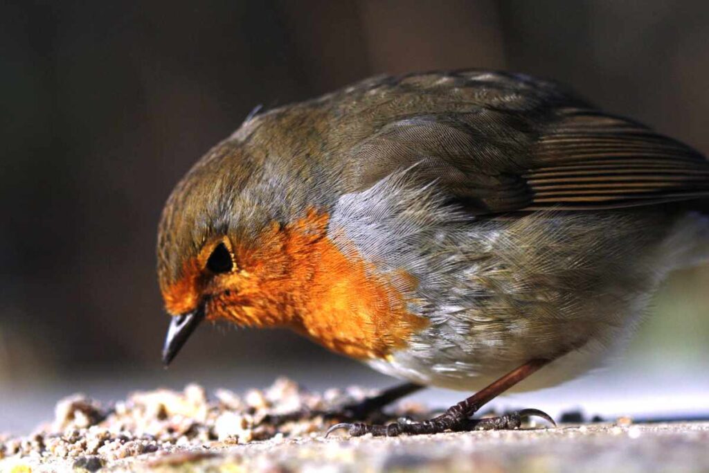 Best Foods to Feed Wild Birds in Your Backyard