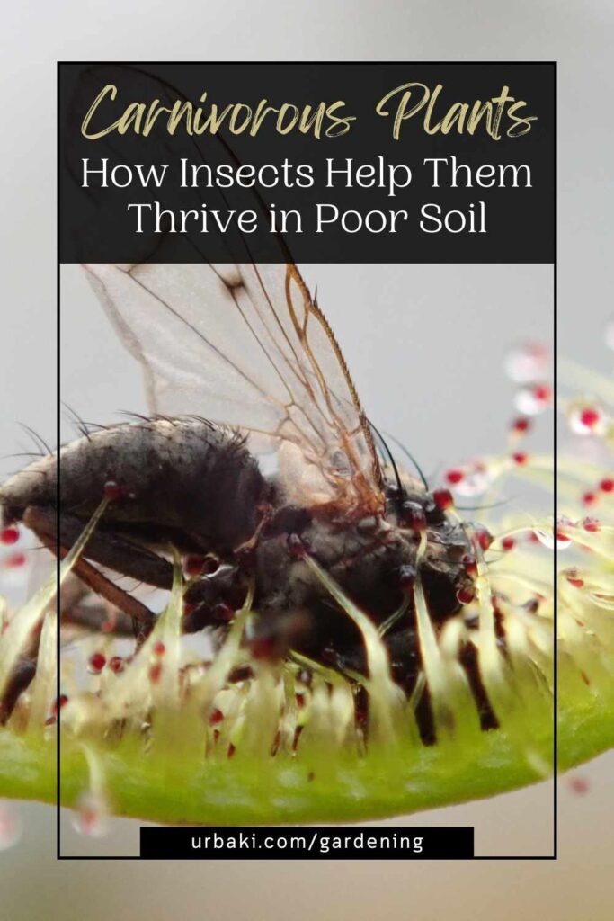 Thrive Insects Carnivorous Plants - How Insects Help Them Thrive in Poor Soil