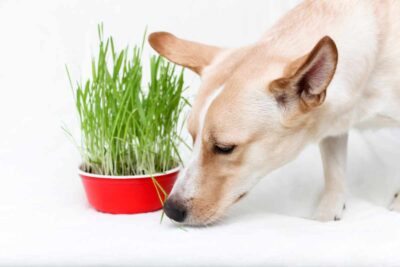 Picture of Garden Plants That Dogs Can Safely Eat
