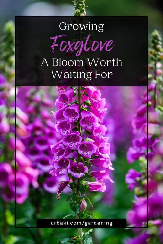 Growing Foxglove - A Bloom Worth Waiting For