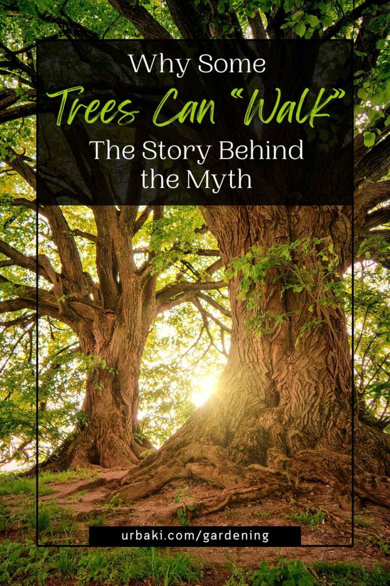 Why Some Trees Can “Walk” — The Story Behind the Myth