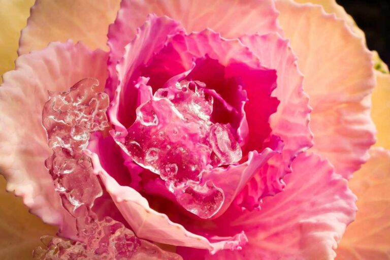 How to Grow the Stunning Cabbage Rose