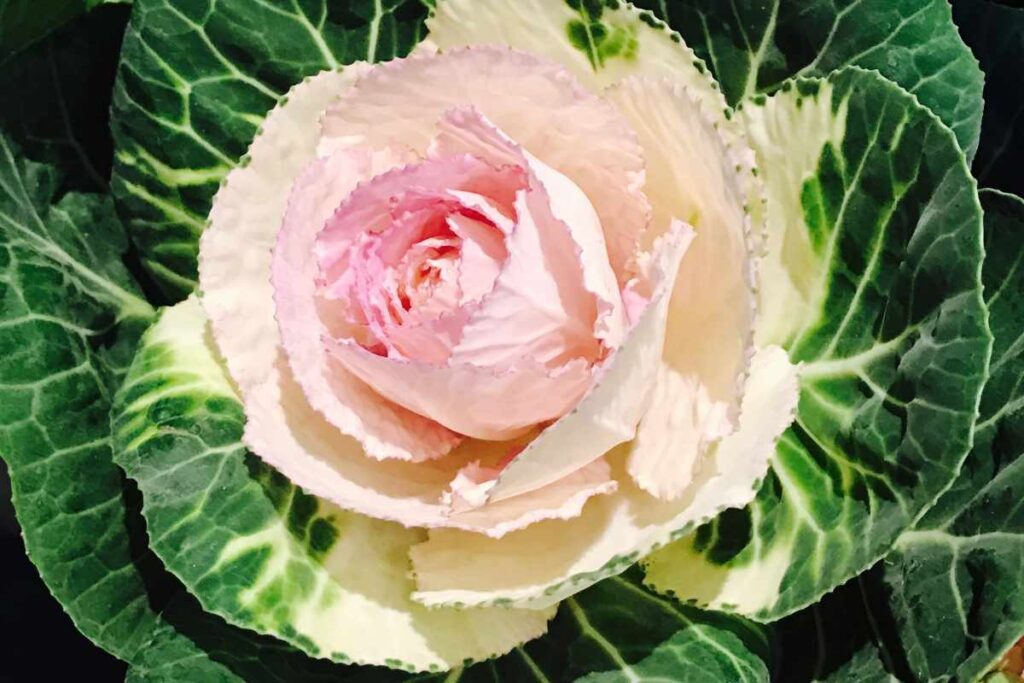 How to Grow the Stunning Cabbage Rose