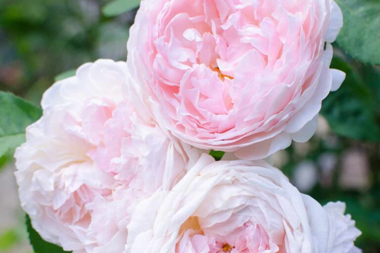 How to Grow the Stunning Cabbage Rose