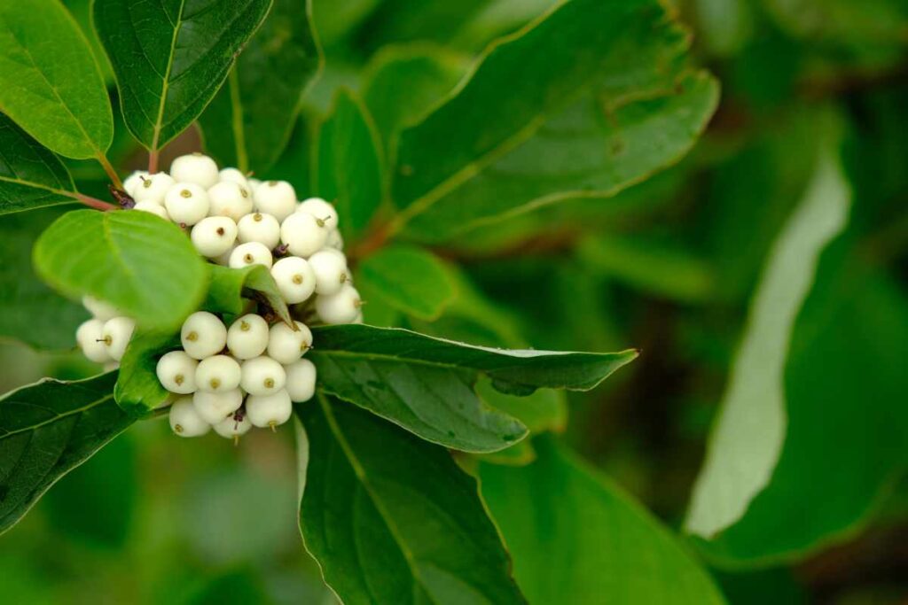 How to Grow the Red-Barked Dogwood Tree (Cornus sericea)