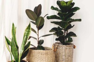 Fiddle Leaf Fig: Care Tips for a Thriving Indoor Oasis