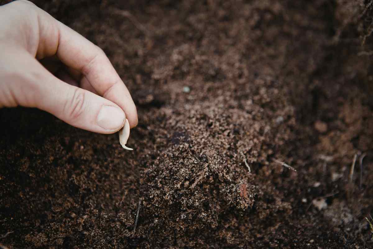 Overhead plan to Grow A Garden Layout with uniform raised beds.