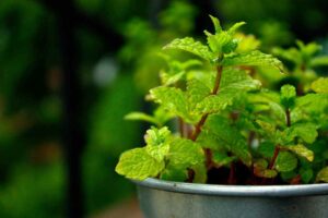 Patio Medicinal Herb Container Garden with Cumin, Lemon Balm, and Mint