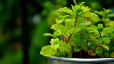 Patio Medicinal Herb Container Garden with Cumin, Lemon Balm, and Mint