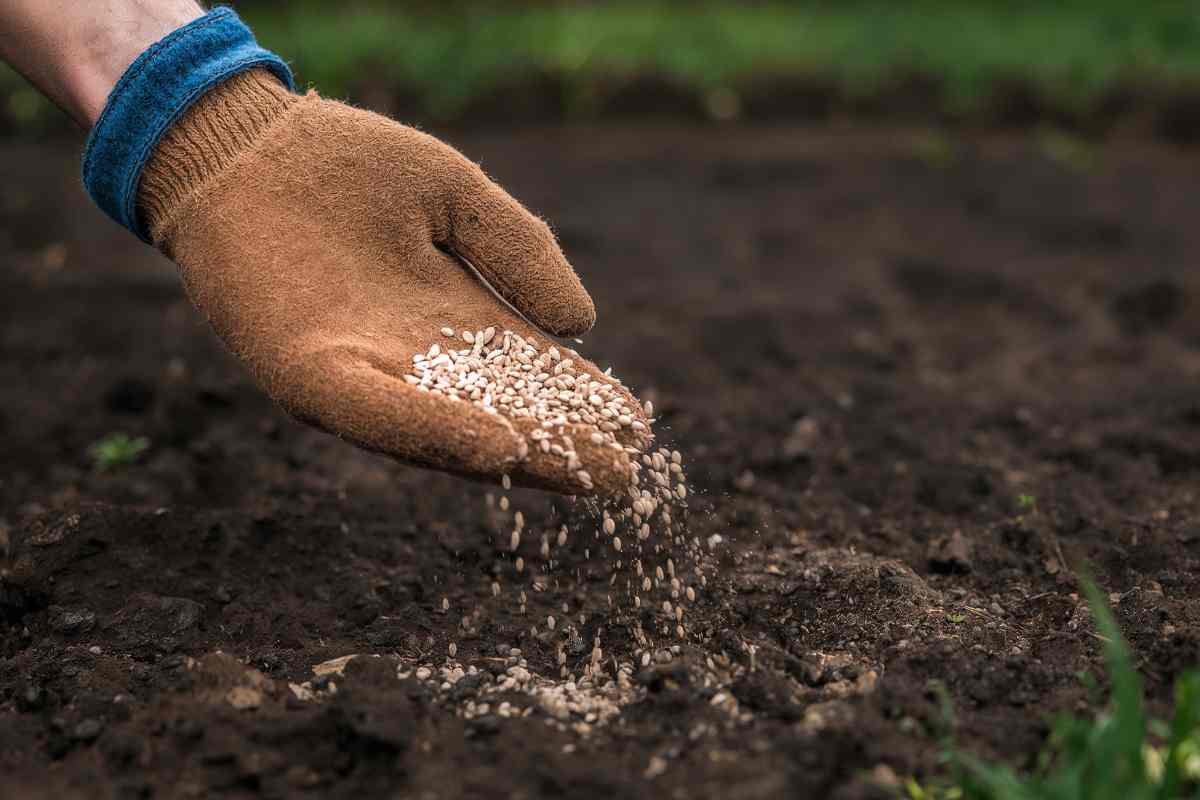 Feeding The Soil In A Vegetable Garden With Compost