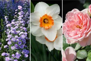 Garden Planning for Small Garden Design and Flower Beds Ideas