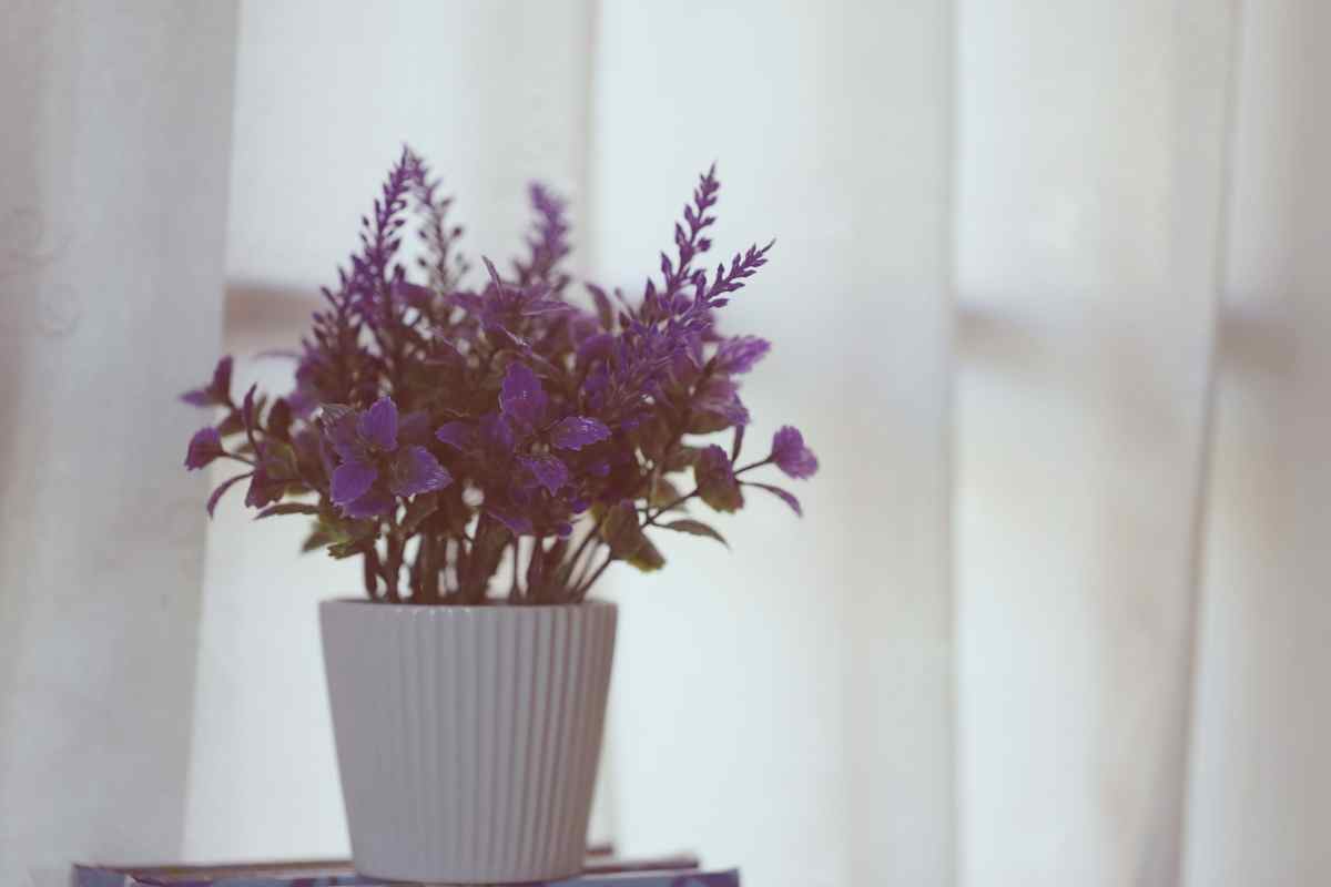 Lavender ideas for Patio Container Gardening