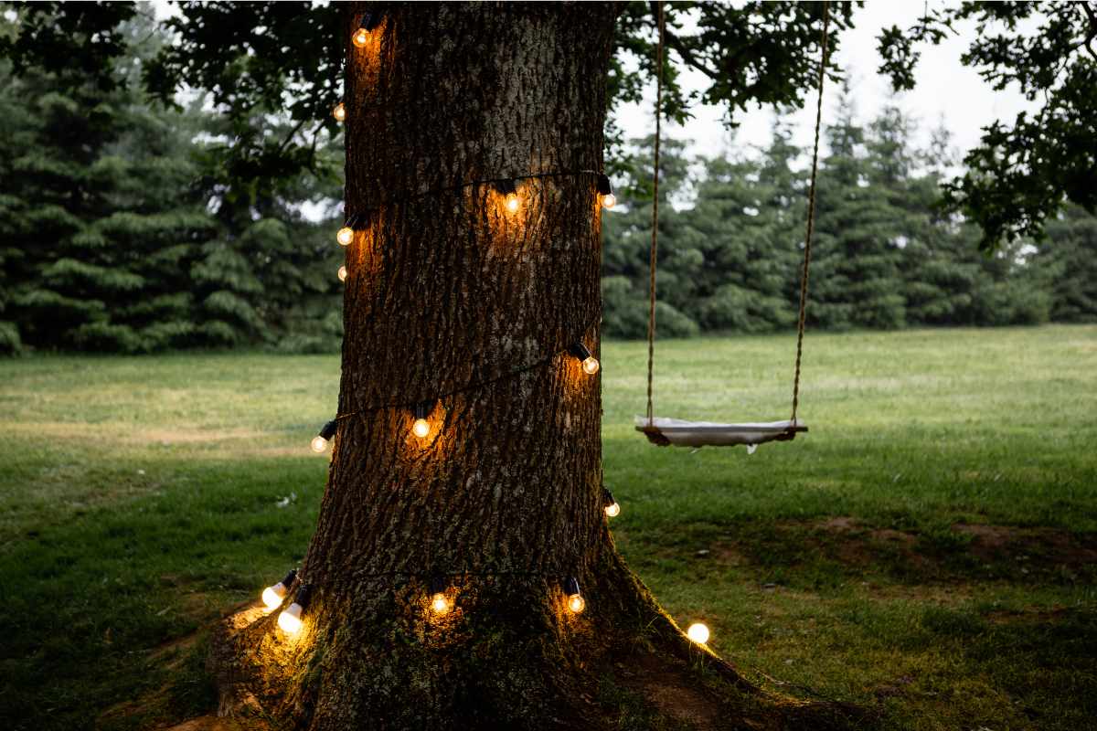 uplighting trees outdoors