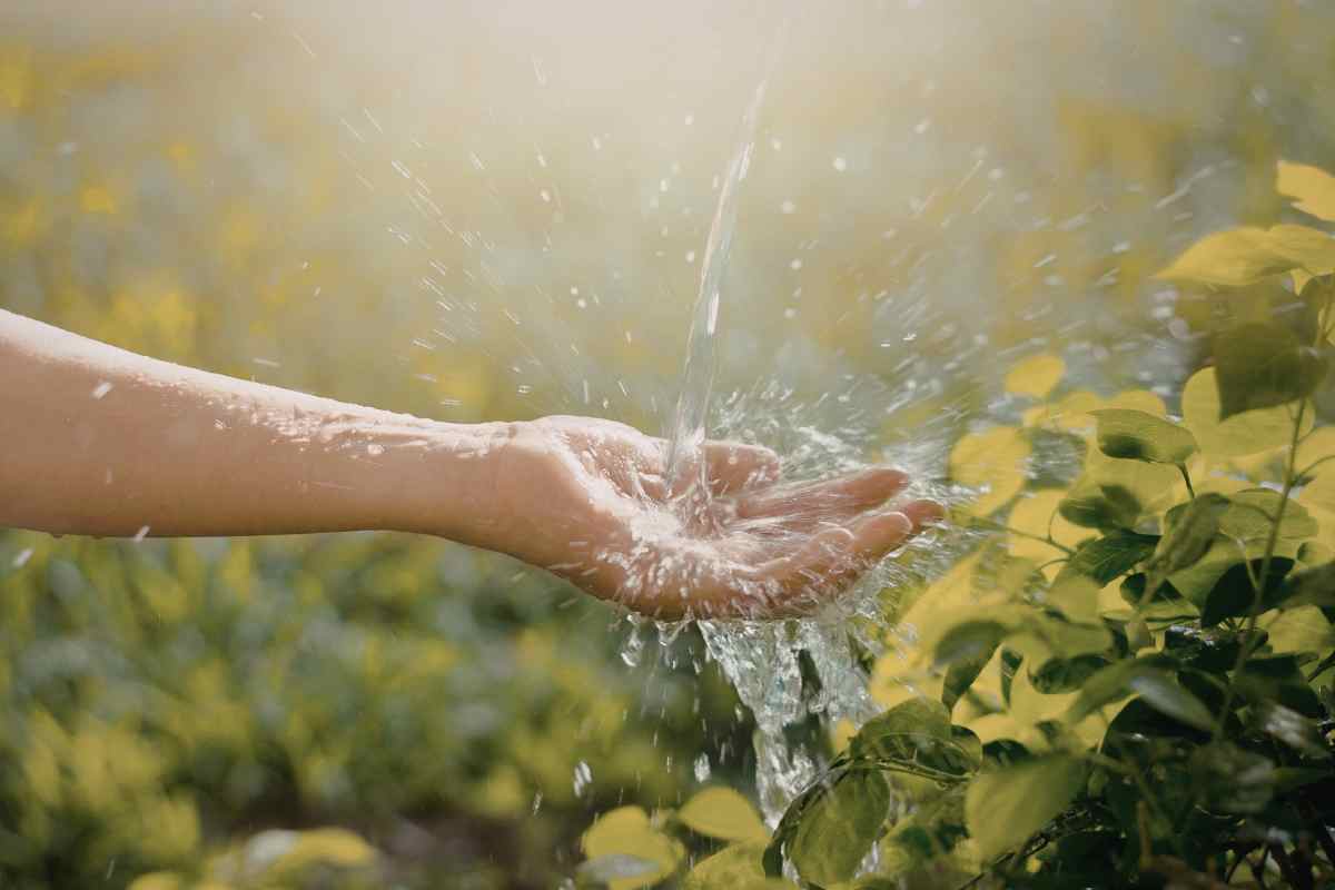 catch and store rainwater