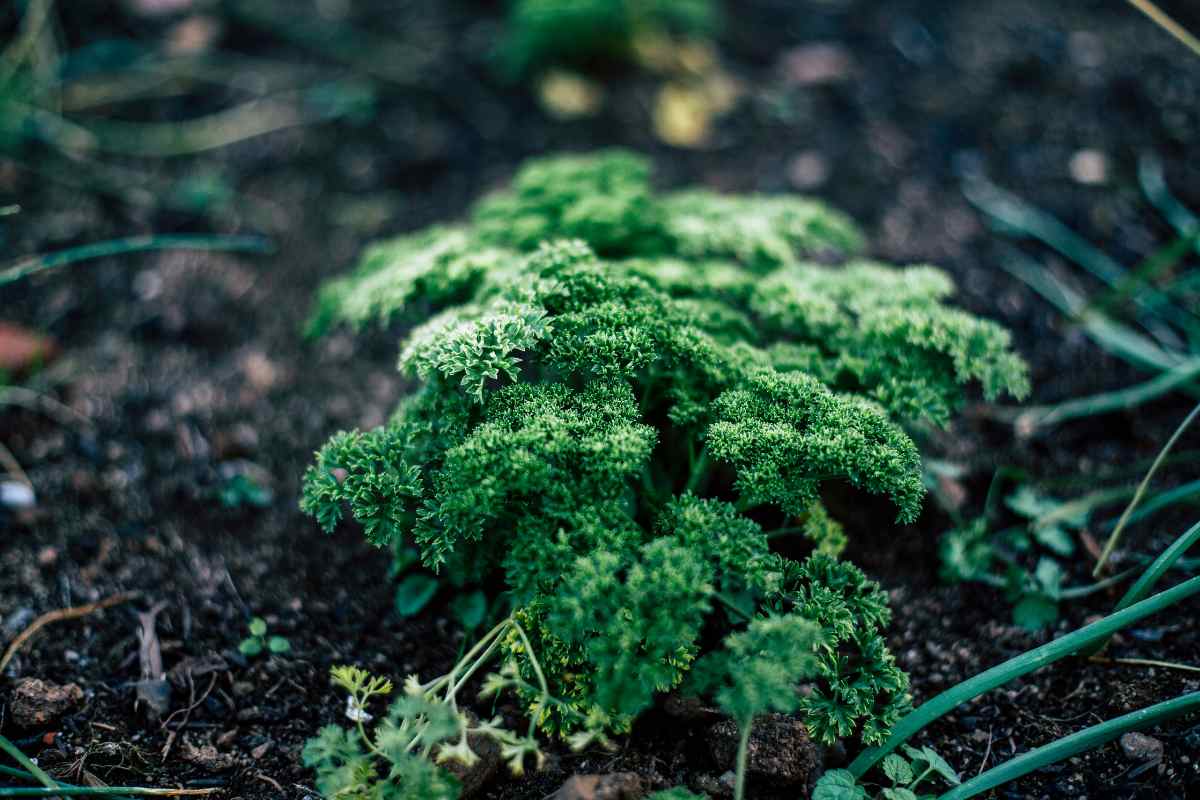 mulch for water retention
