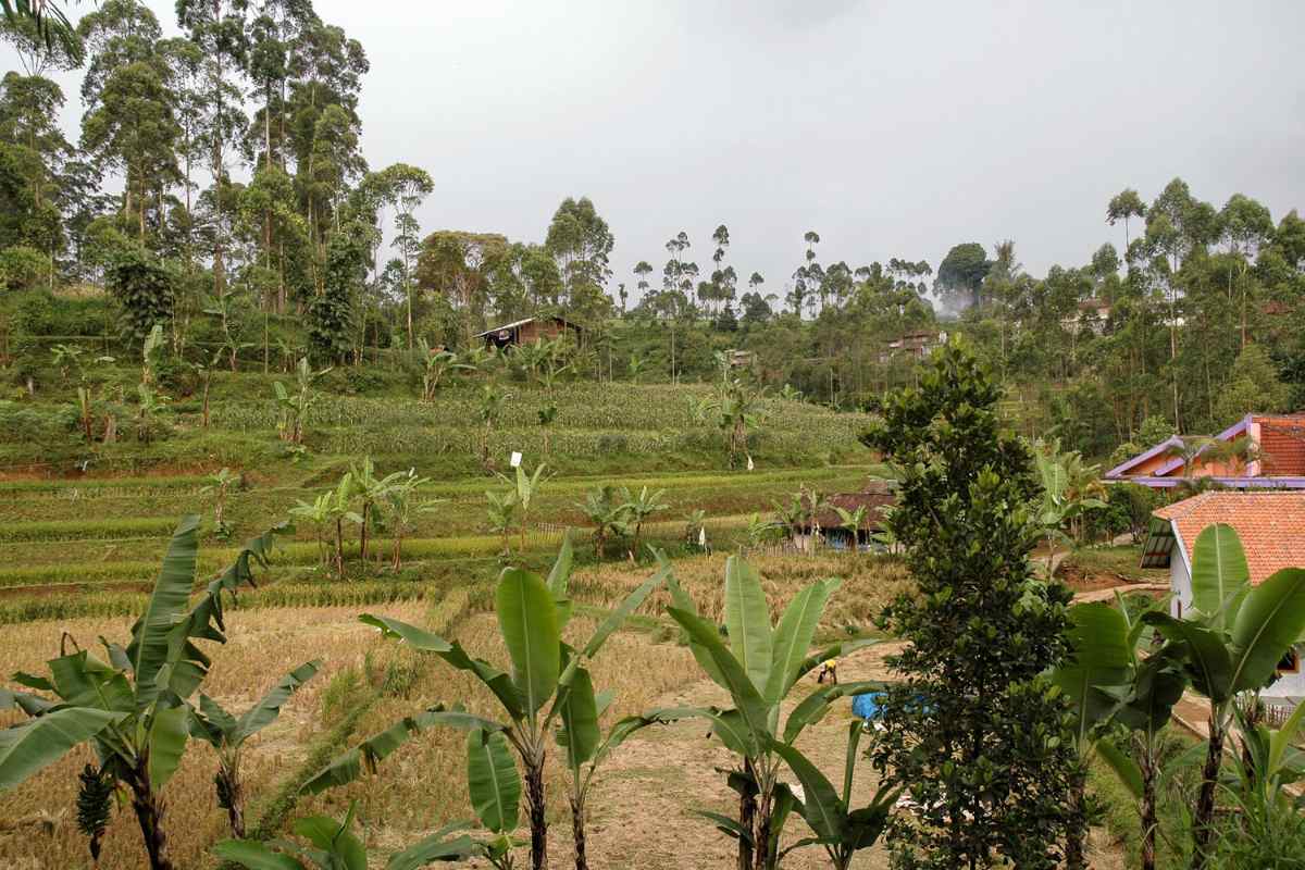 permaculture saving water