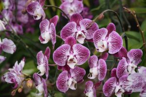 Close-up of a Phalaenopsis orchid with white blooms on a windowsill