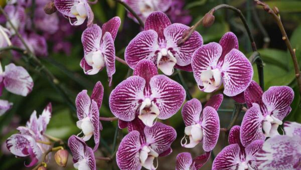 Close-up of a Phalaenopsis orchid with white blooms on a windowsill