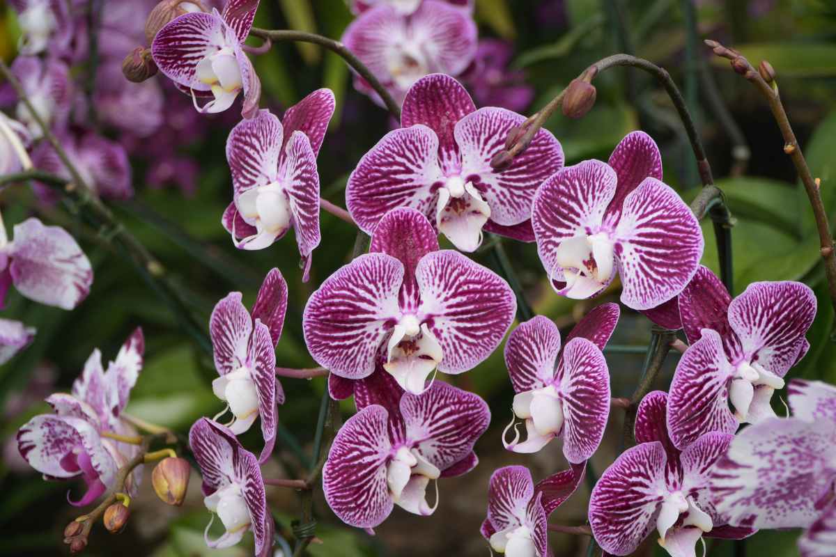 Close-up of a Phalaenopsis orchid with white blooms on a windowsill