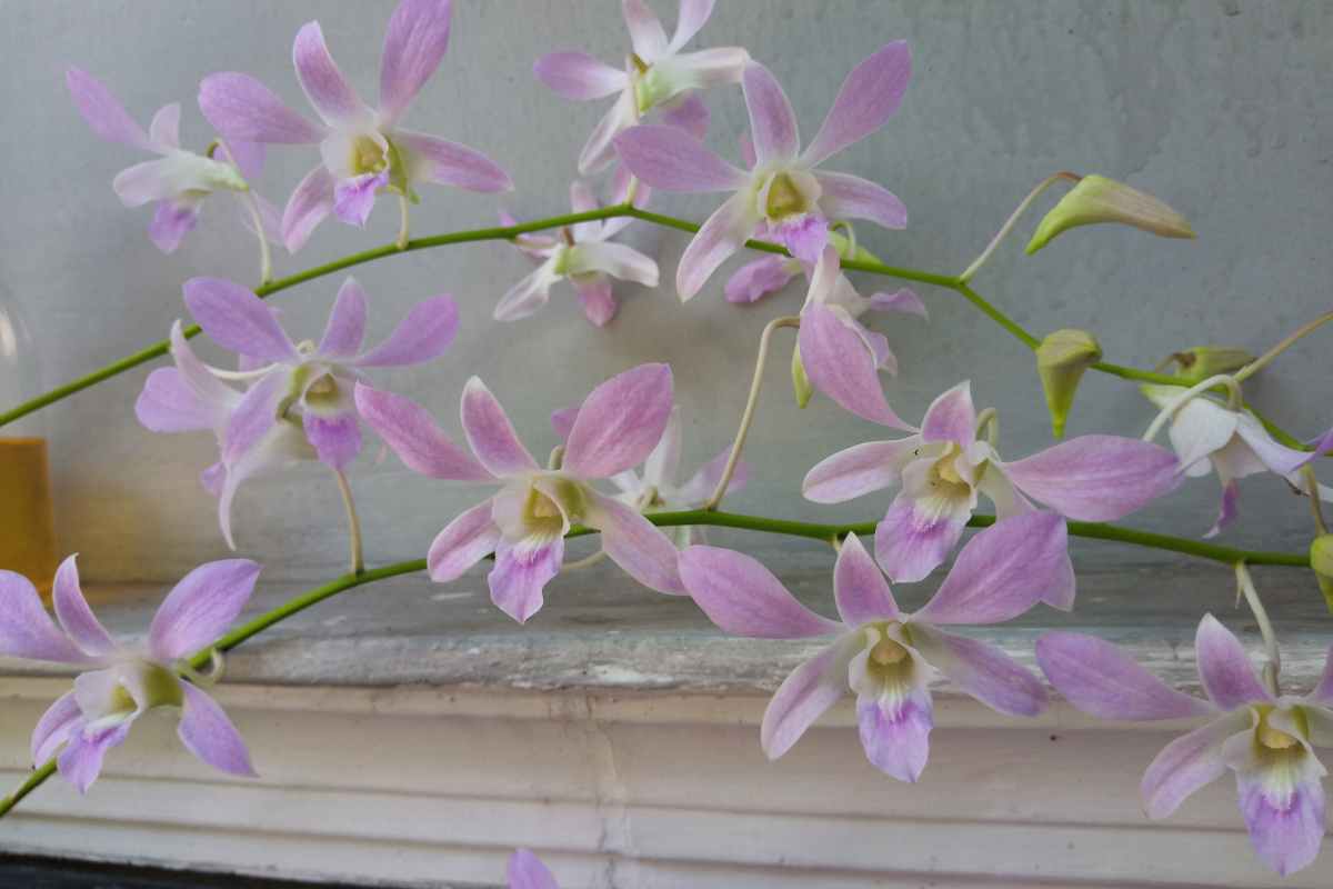 Dendrobium Orchids
