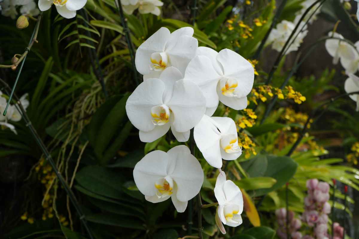 Phalaenopsis Orchid