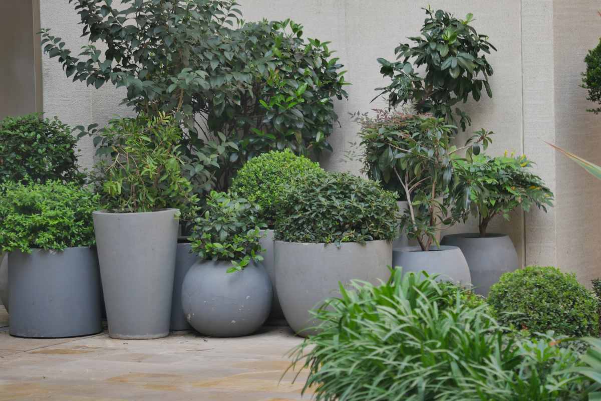 balcony container garden