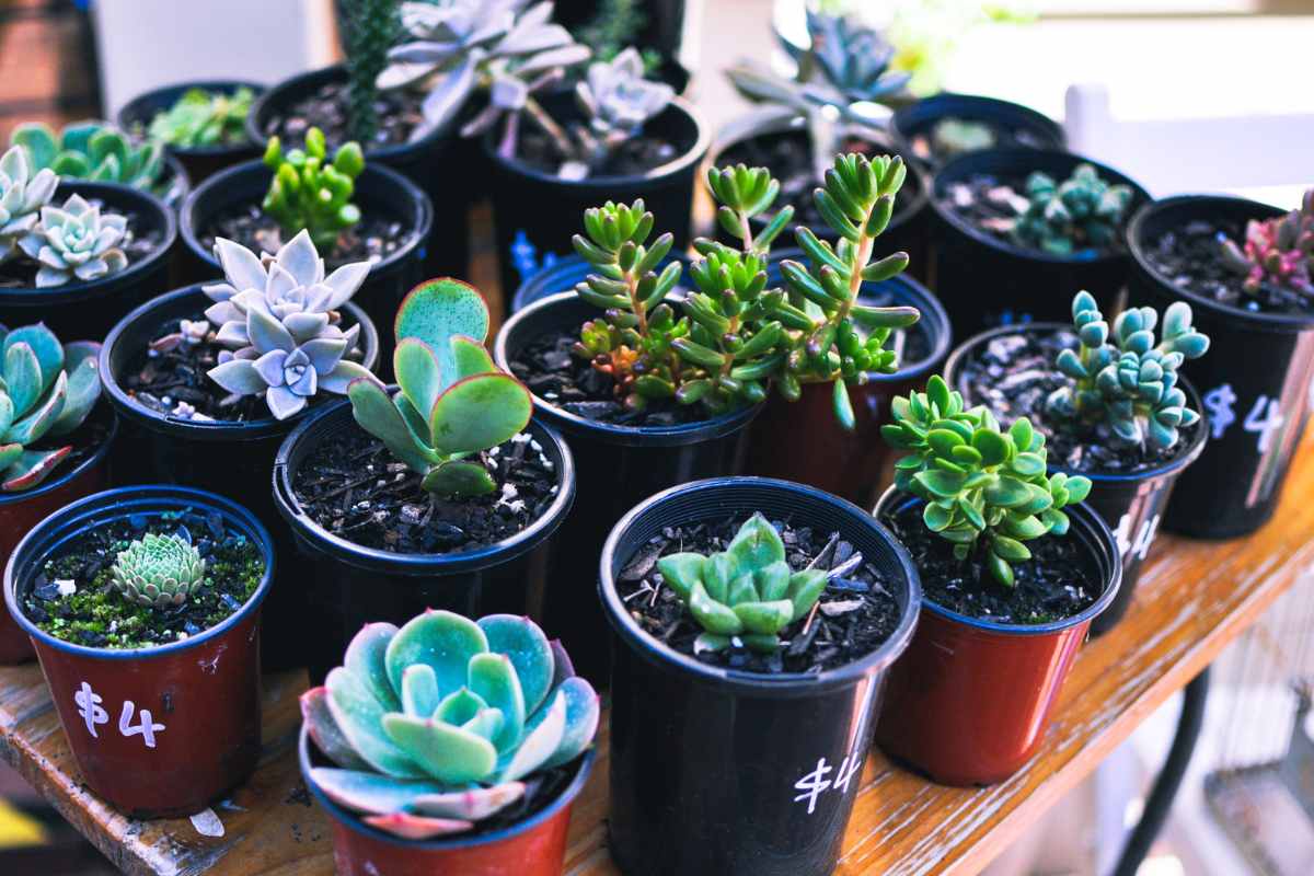 best plants for container gardens