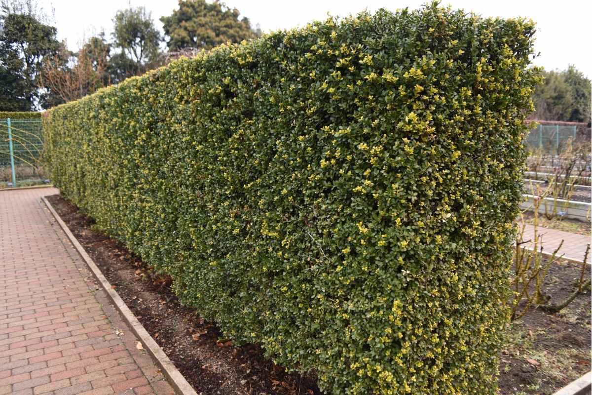 best plants for garden borders1