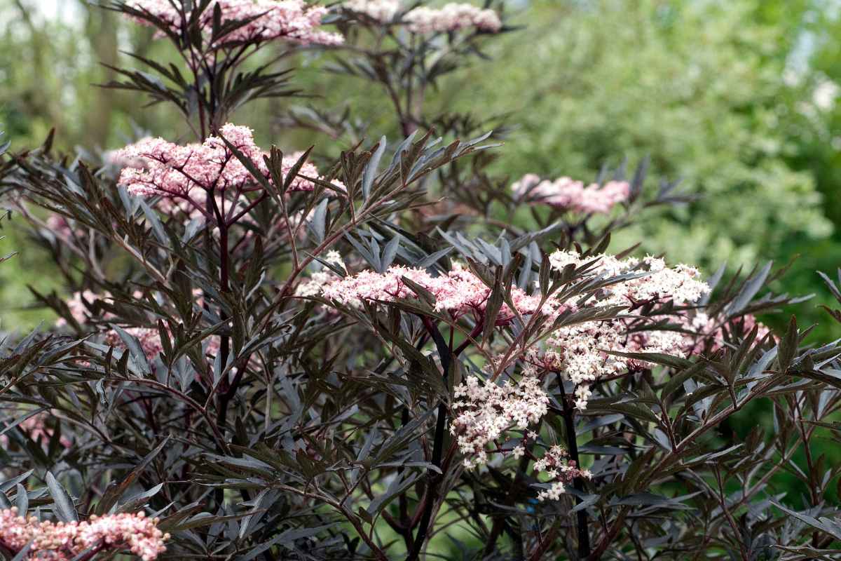 black plants for garden