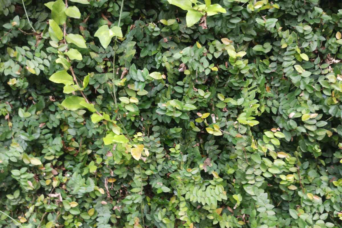 evergreen border shrubs